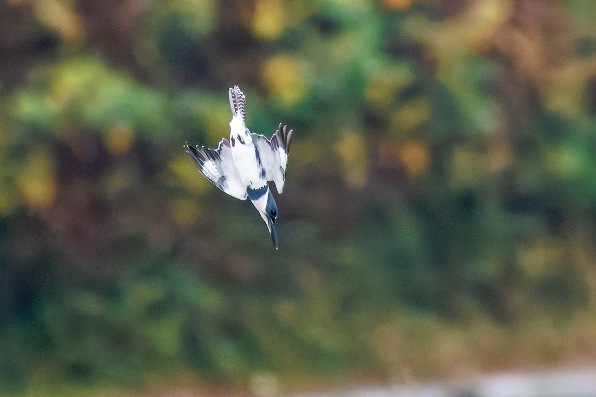 Belted Kingfisher - ML645252197
