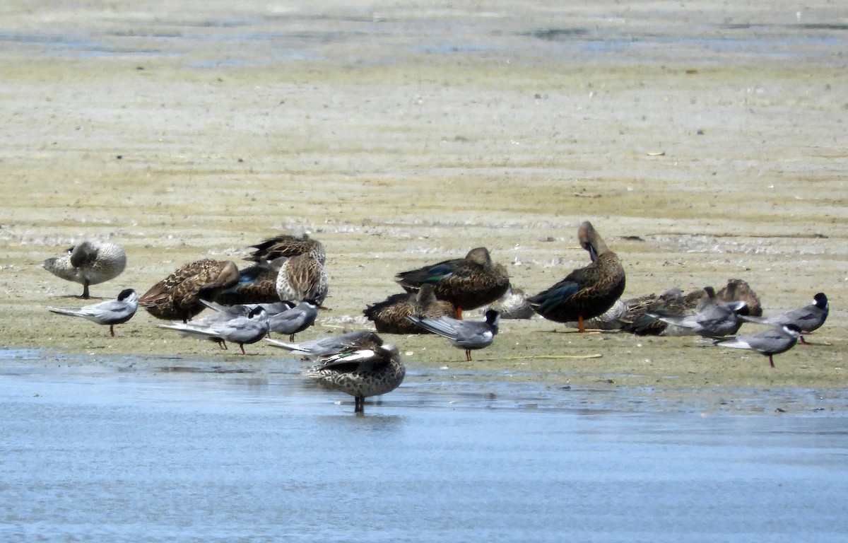 Mignattino piombato - ML645252198