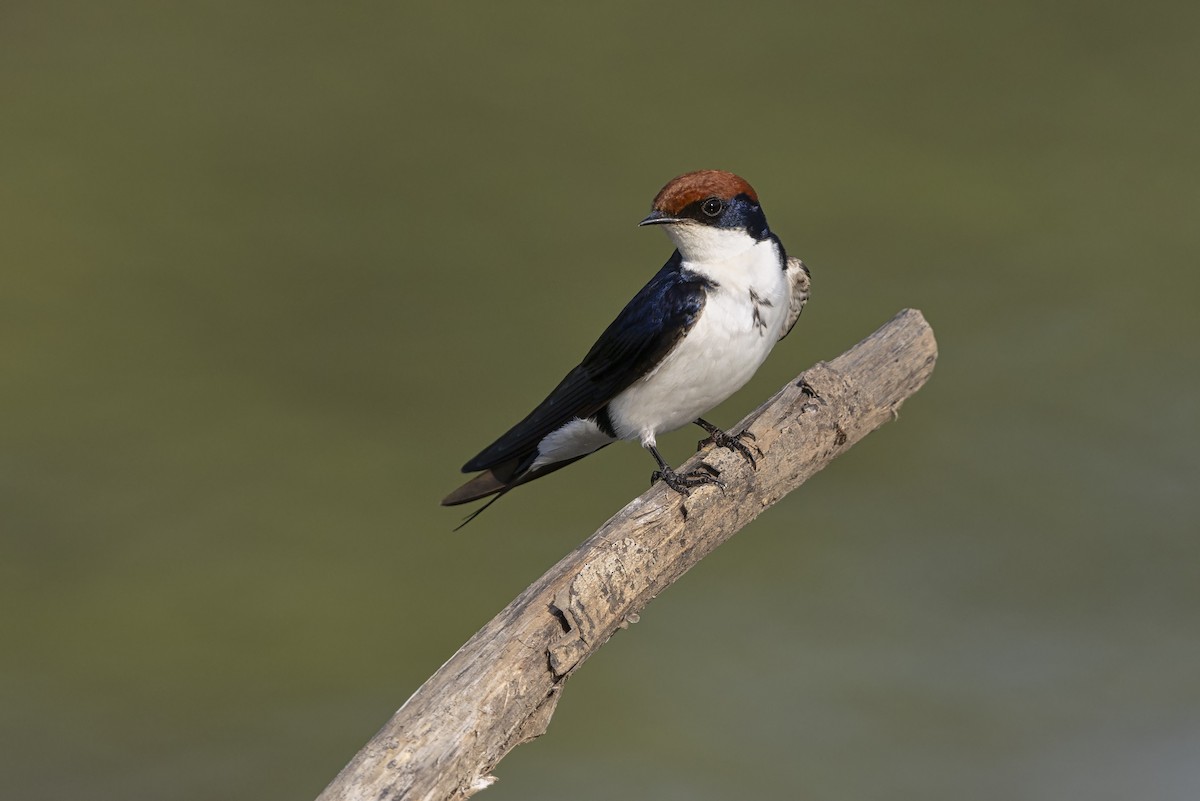 Wire-tailed Swallow - ML645252199