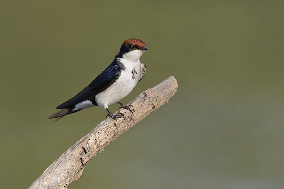 Wire-tailed Swallow - ML645252200