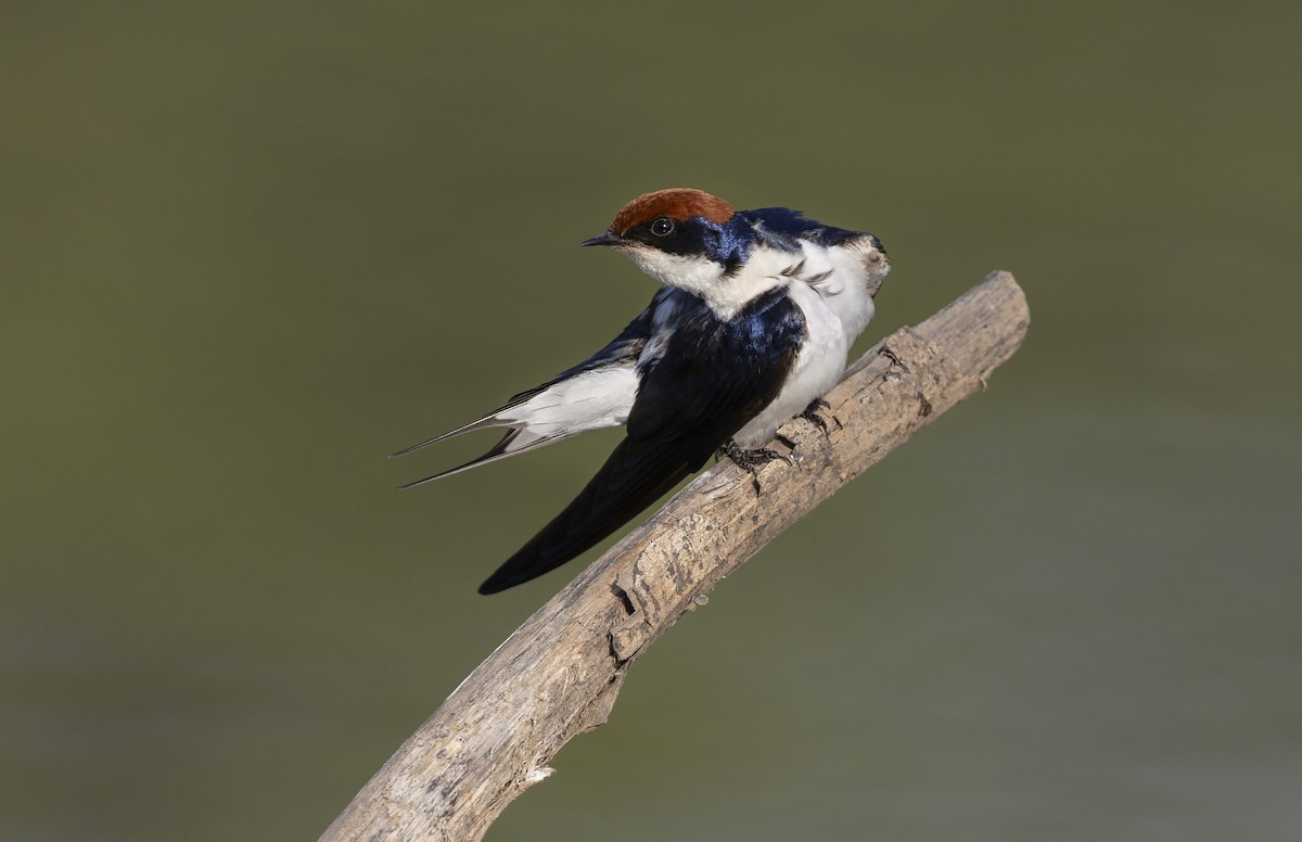 Wire-tailed Swallow - ML645252201