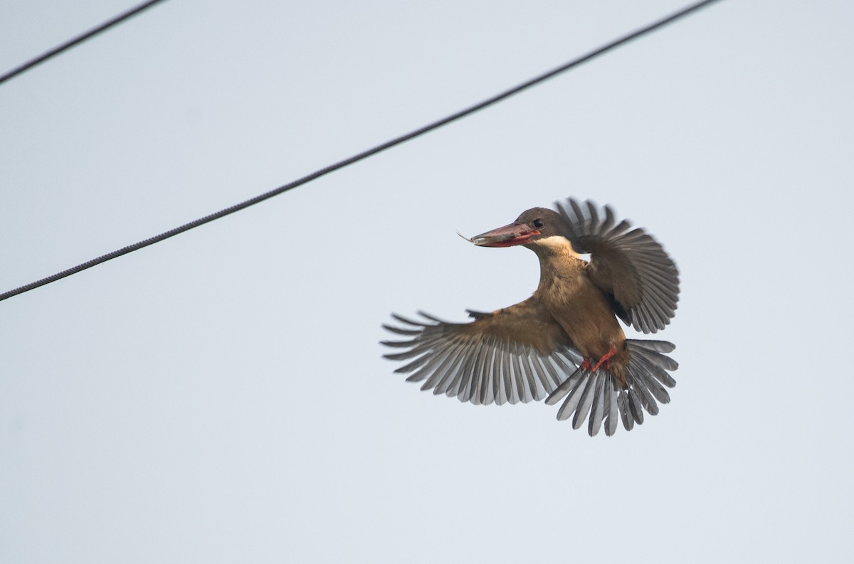Stork-billed Kingfisher - ML645252202