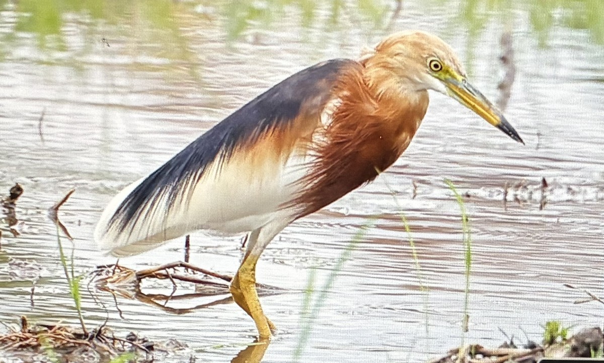 Javan Pond-Heron - ML645252203