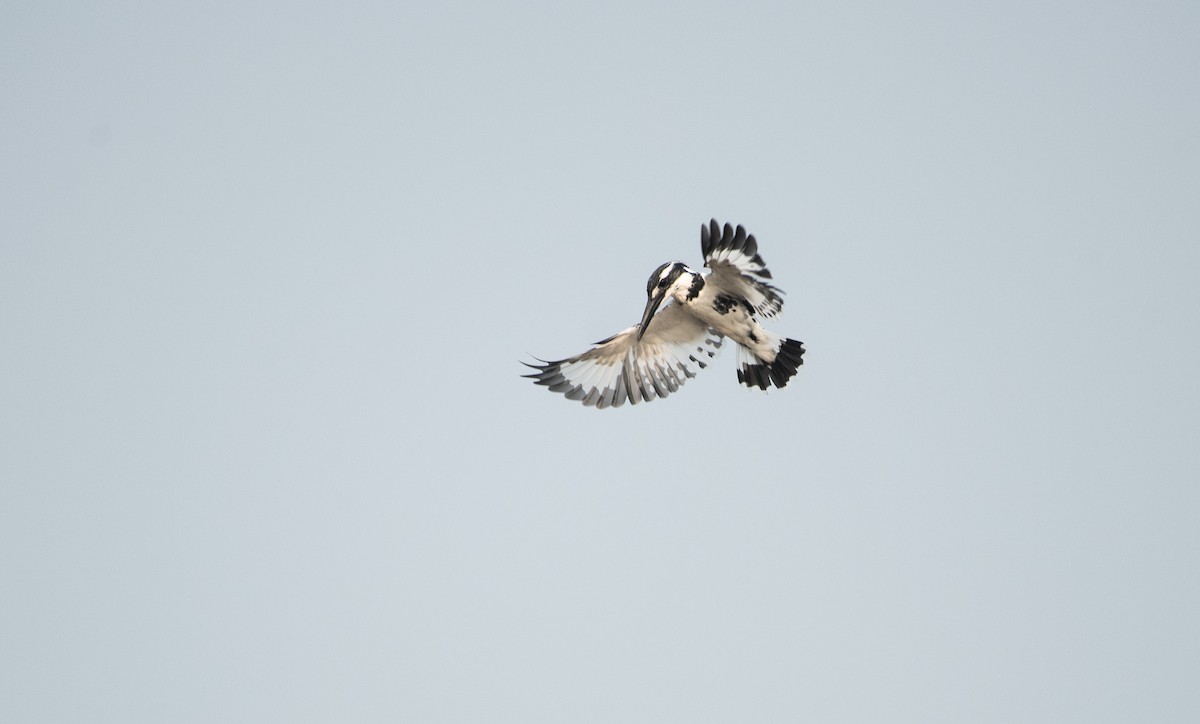 Pied Kingfisher - ML645252204