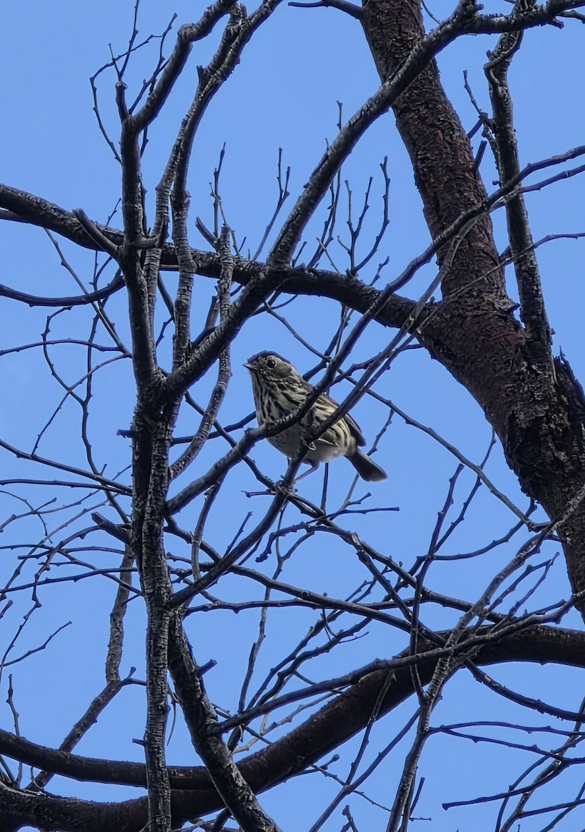 Speckled Warbler - ML645252205