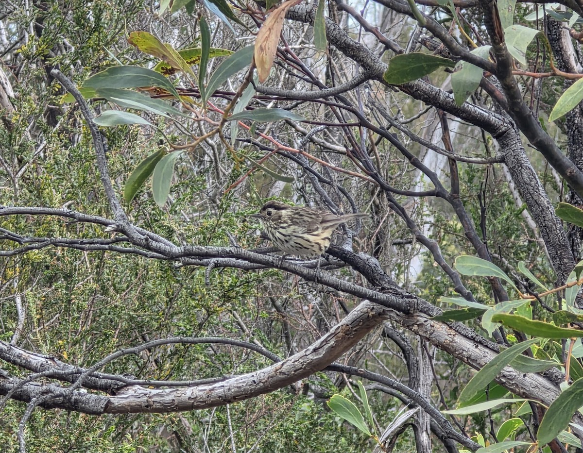 Speckled Warbler - ML645252206