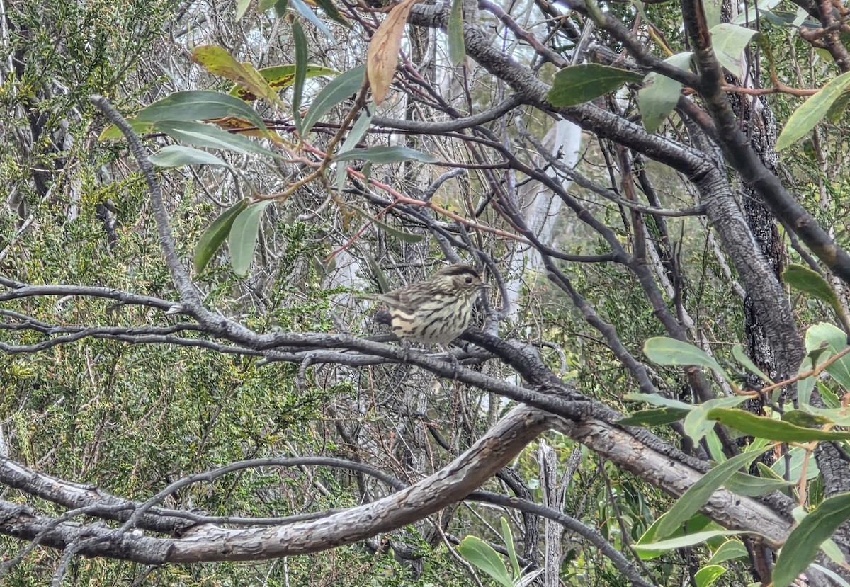 Speckled Warbler - ML645252207