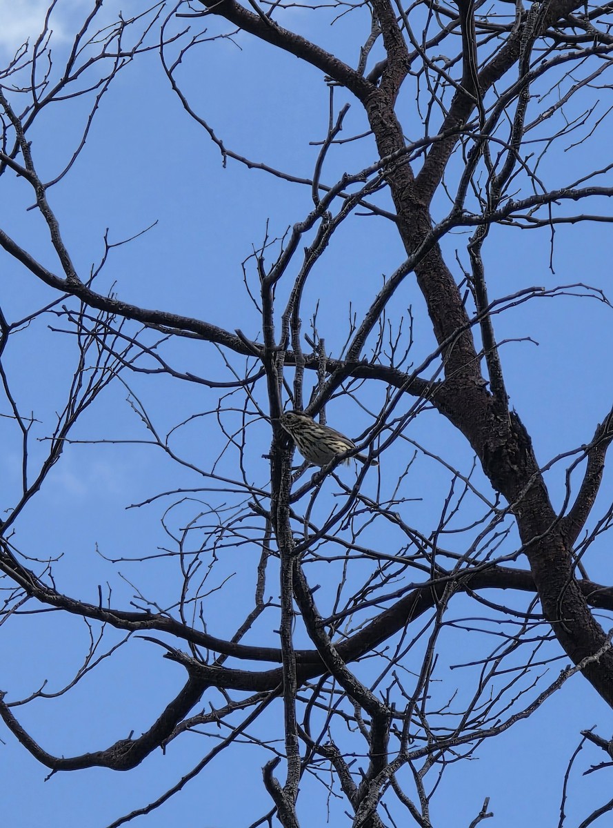 Speckled Warbler - ML645252208