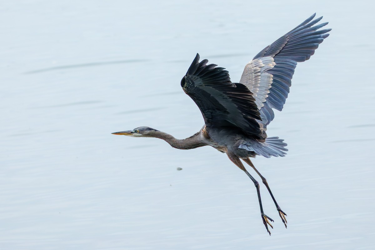 Great Blue Heron (Great Blue) - ML645252209