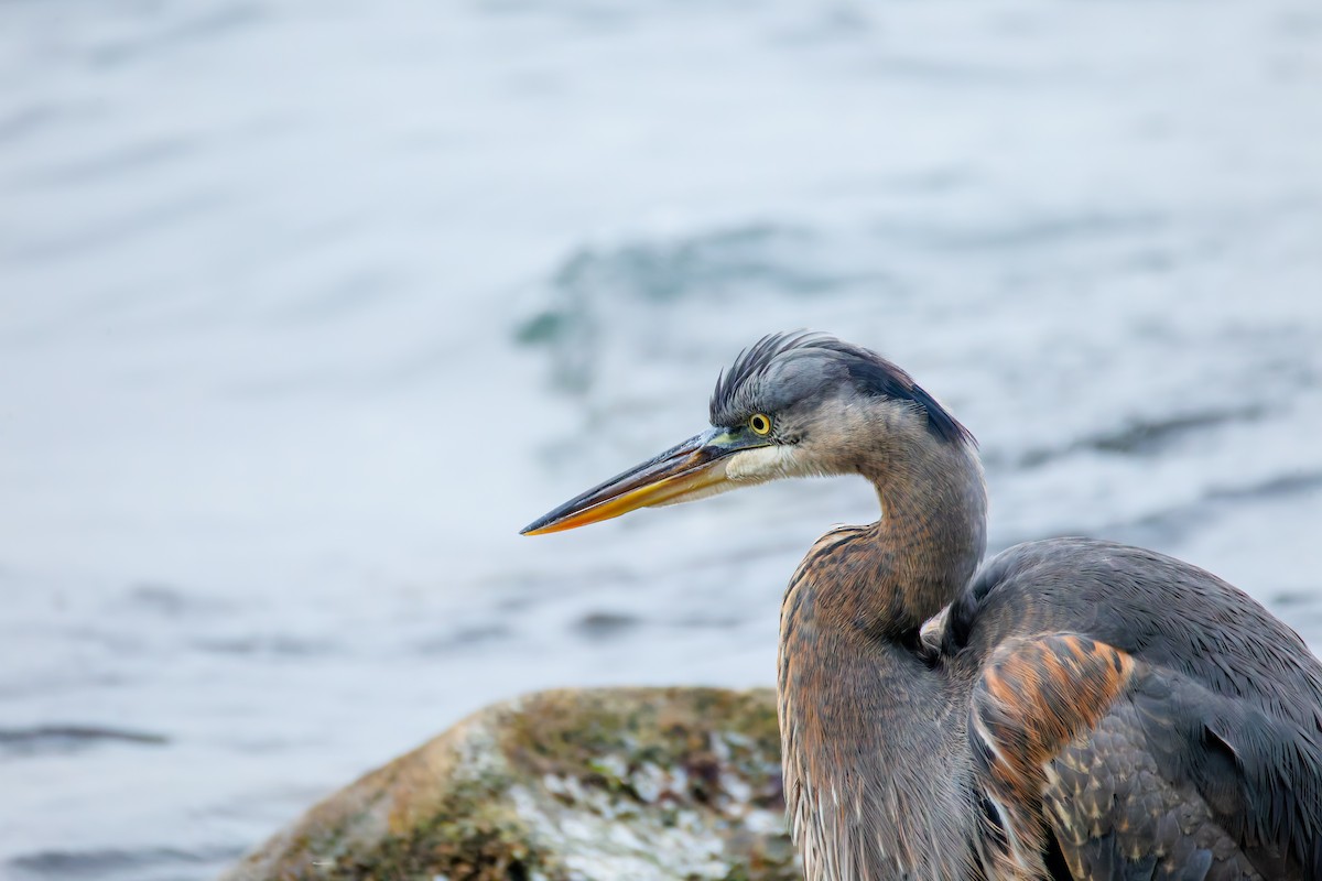 Great Blue Heron (Great Blue) - ML645252210