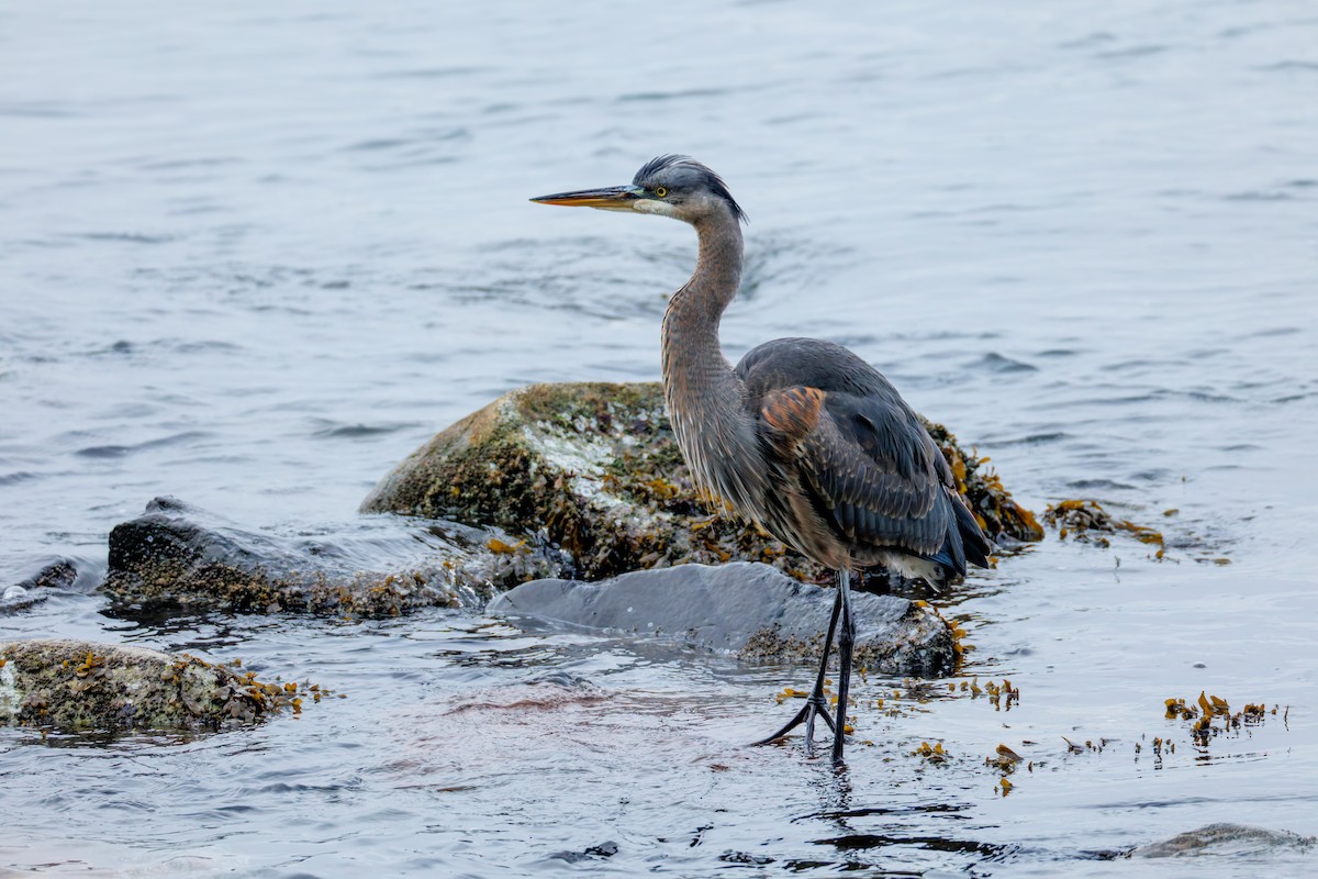 Great Blue Heron (Great Blue) - ML645252211