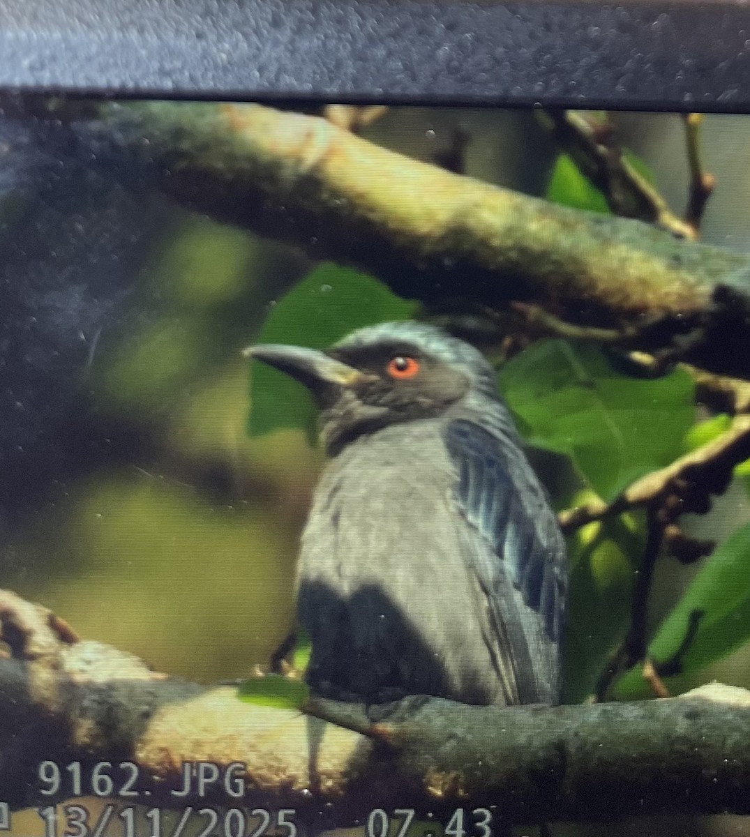 Ashy Drongo - ML645252212