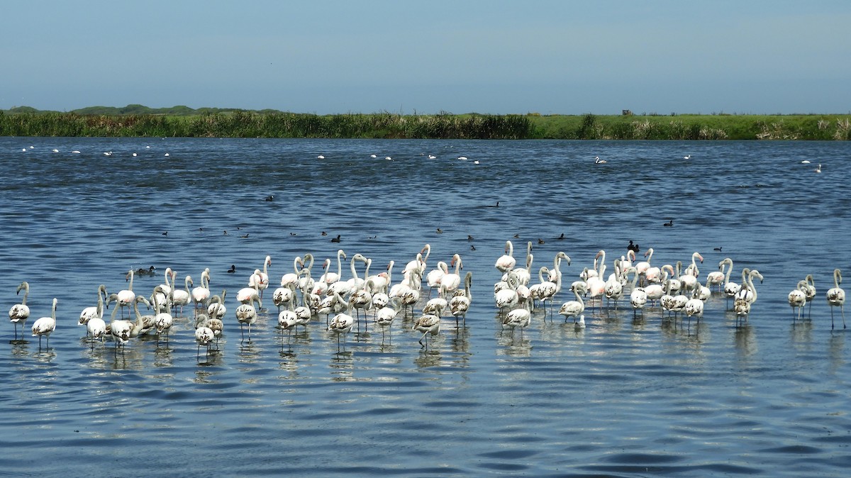 Fenicottero - ML645252214