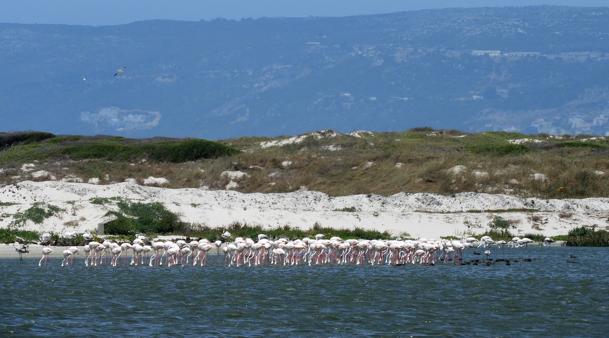 Fenicottero - ML645252215