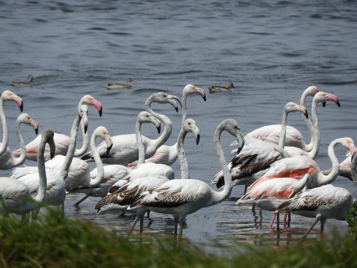 Fenicottero - ML645252216