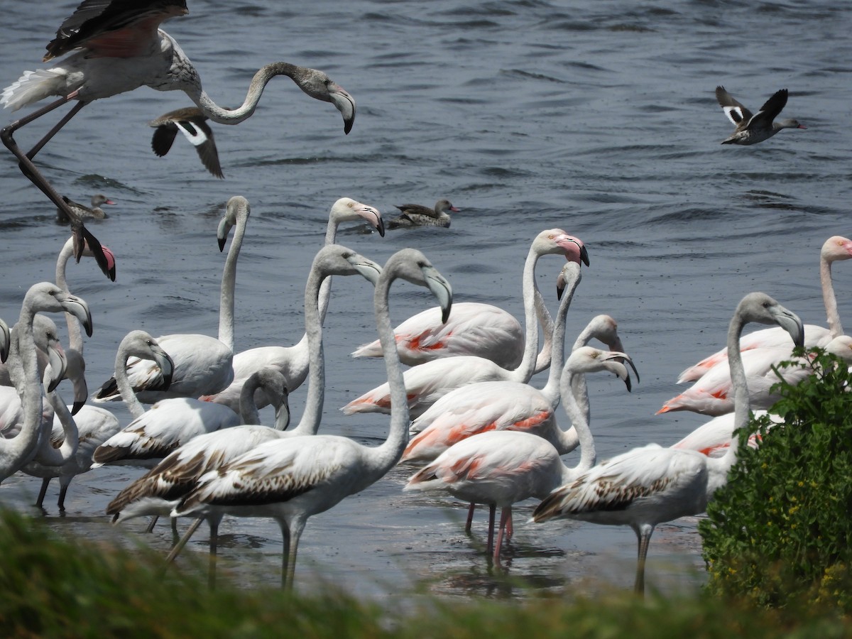 Fenicottero - ML645252217