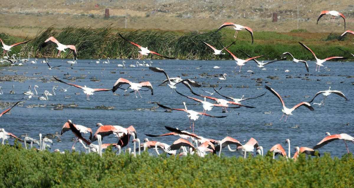 Fenicottero - ML645252218