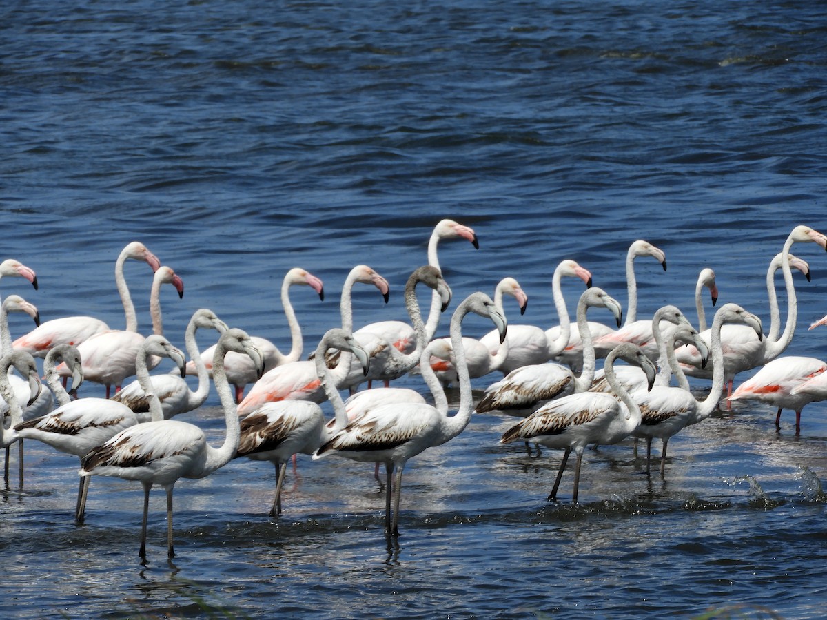 Fenicottero - ML645252219