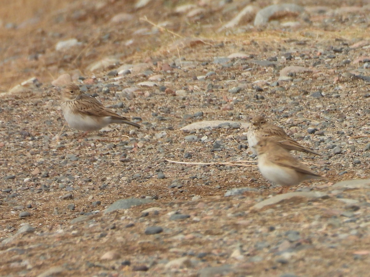 lark sp. - ML645252221