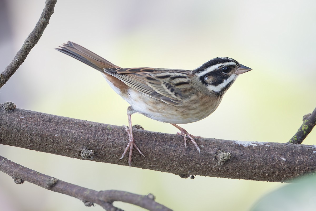 Tristram's Bunting - ML645252222