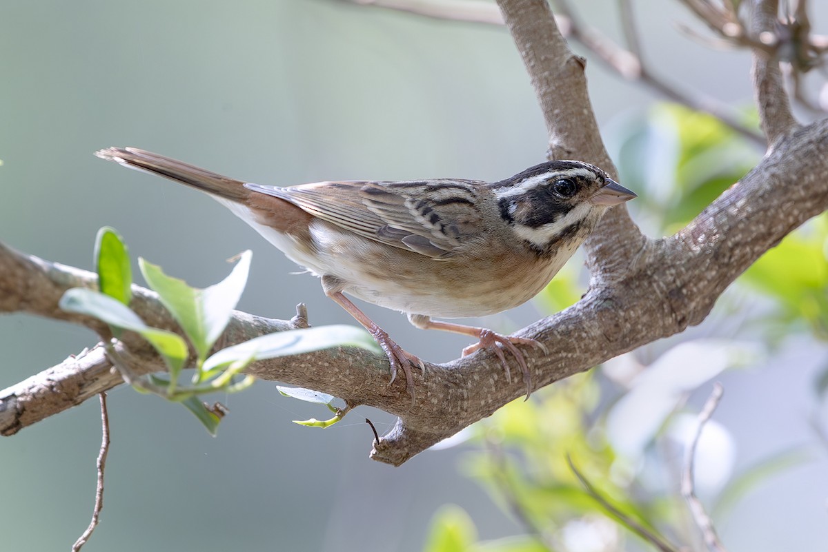 Tristram's Bunting - ML645252223