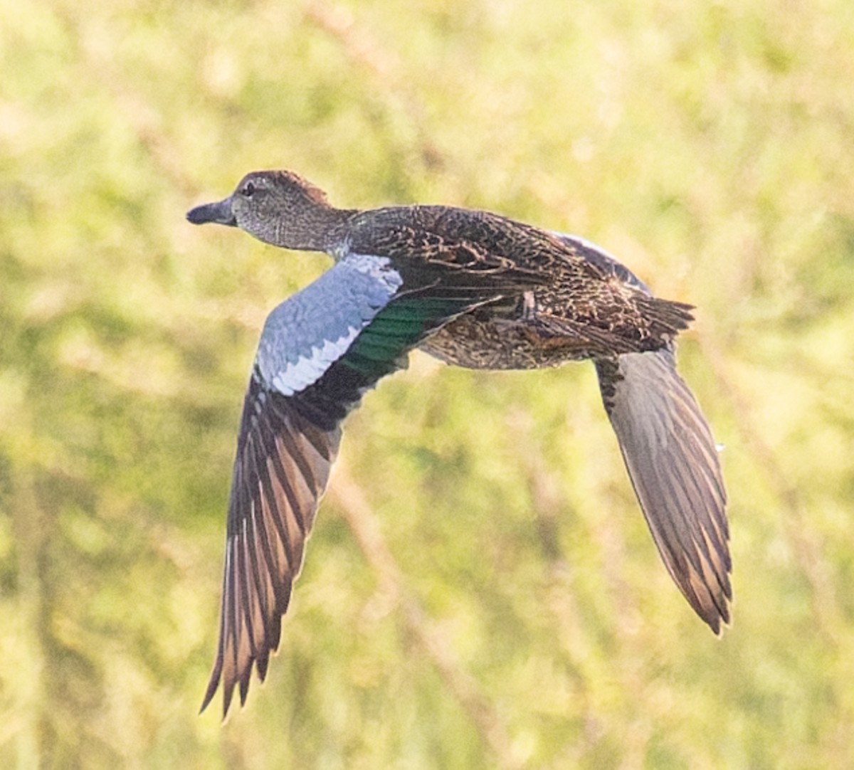 Blue-winged Teal - ML645252224