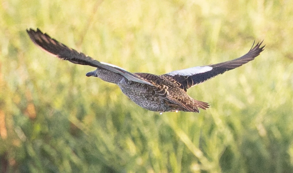 Blue-winged Teal - ML645252225