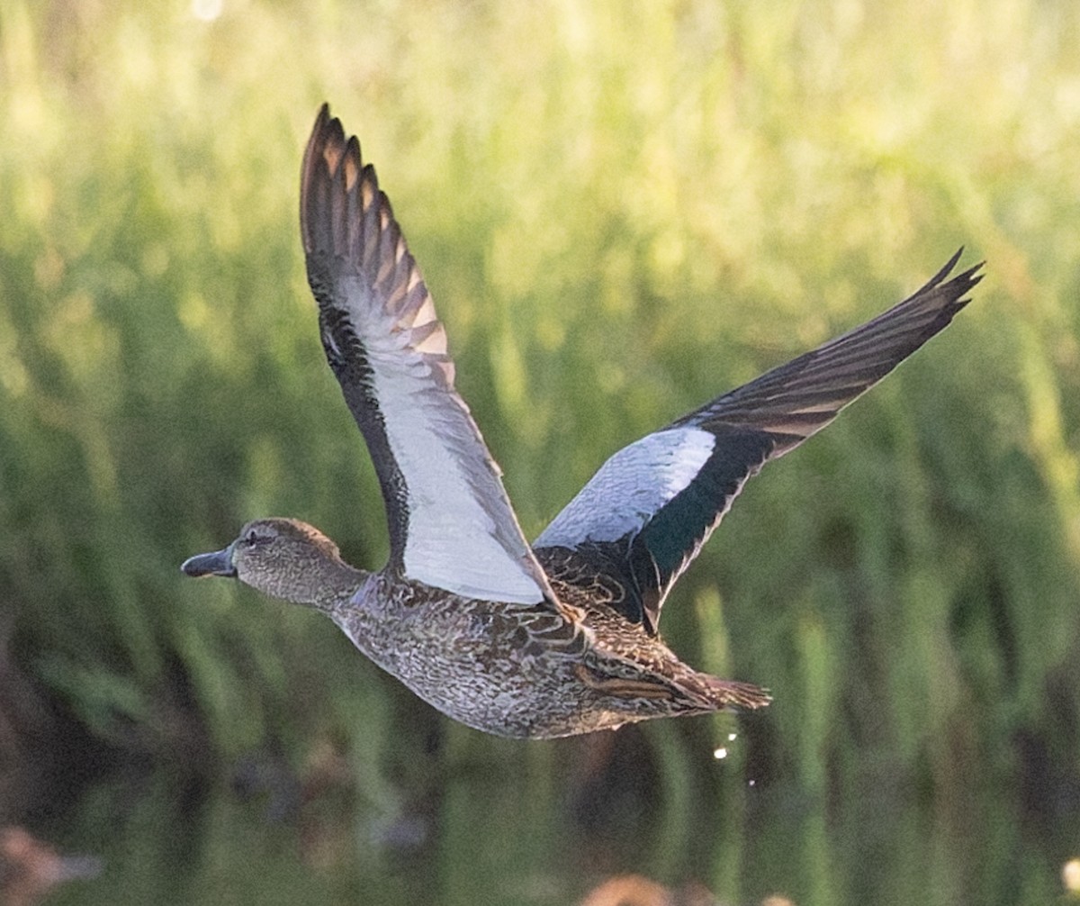Blue-winged Teal - ML645252226