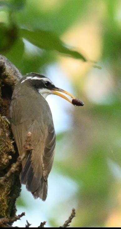 Indian Scimitar-Babbler - ML645252227