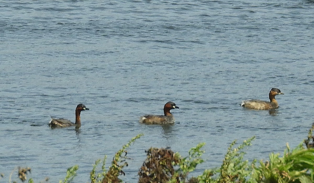 Tuffetto - ML645252228