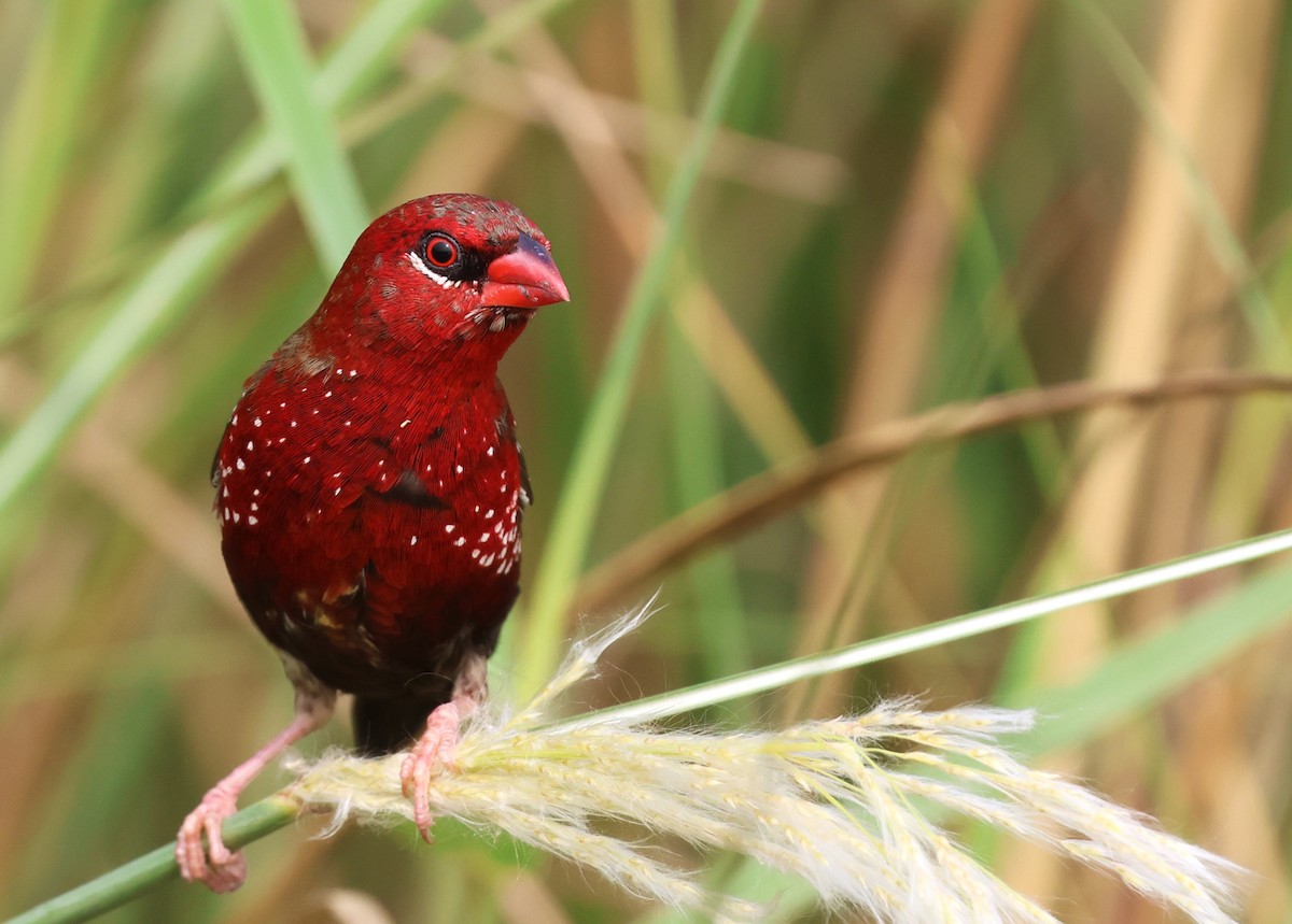 Red Avadavat - ML645252229