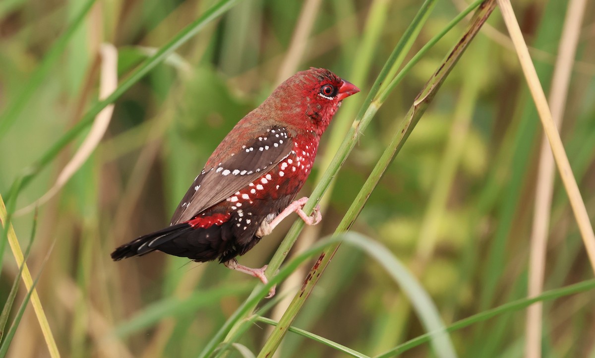 Red Avadavat - ML645252230
