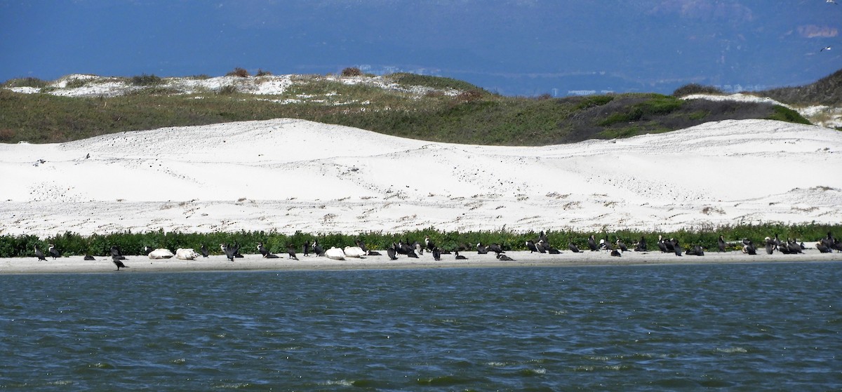 Great Cormorant (White-breasted) - ML645252233