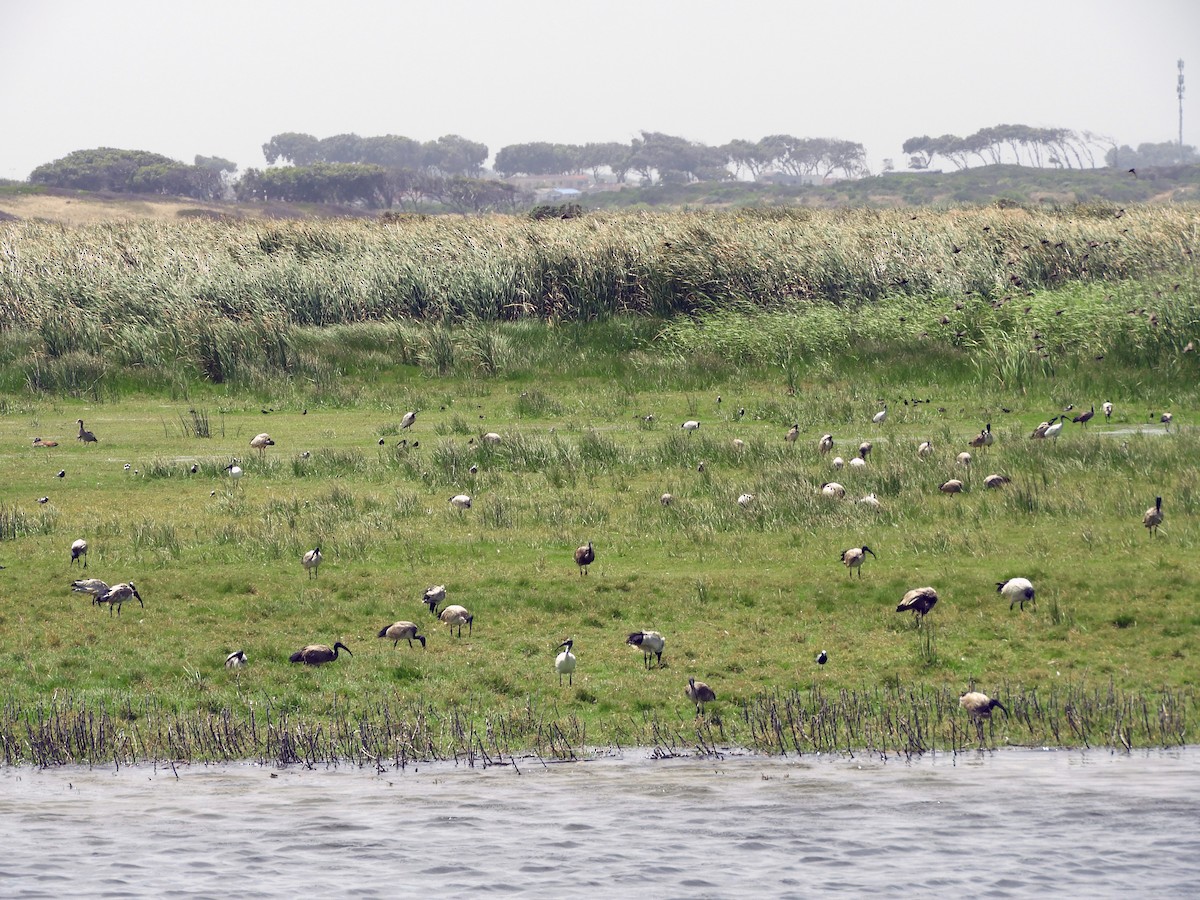 Ibis sacro - ML645252235