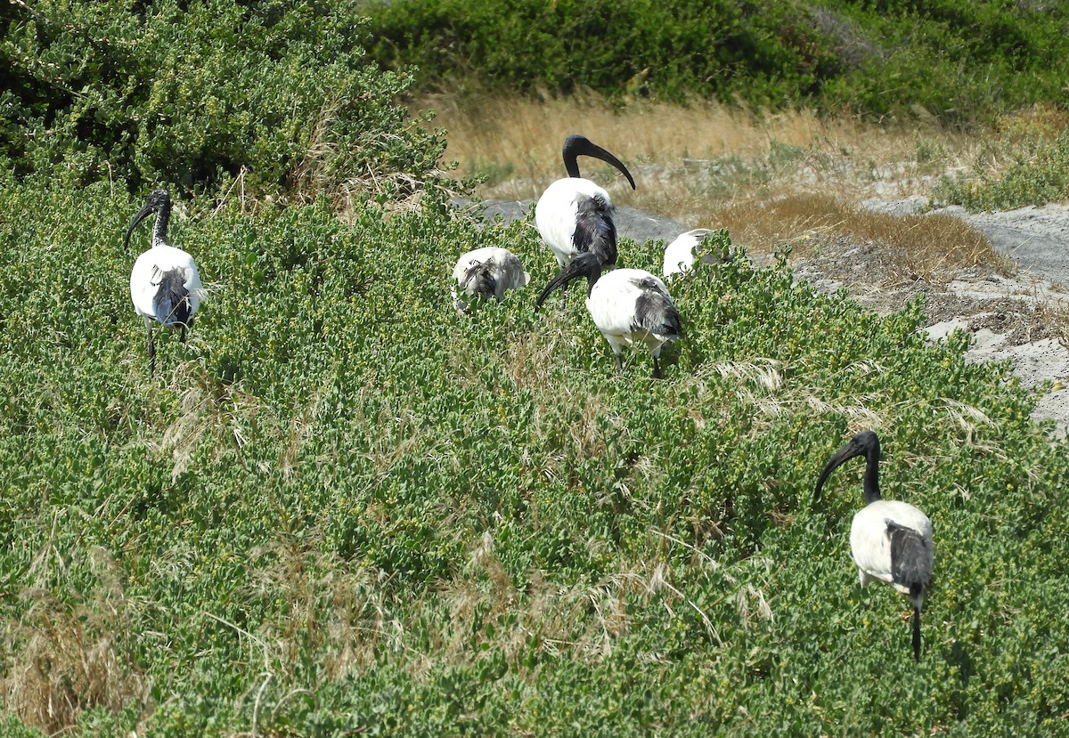 Ibis sacro - ML645252236