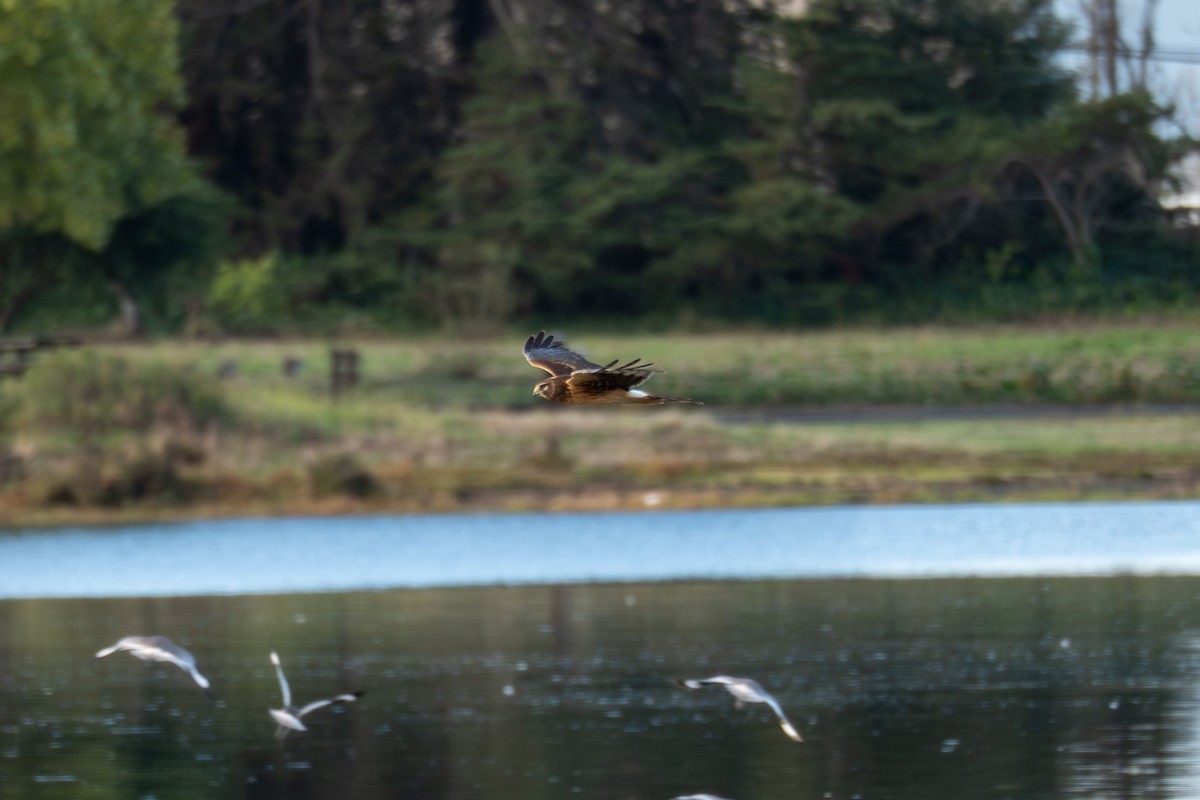 Лунь американський - ML645252256