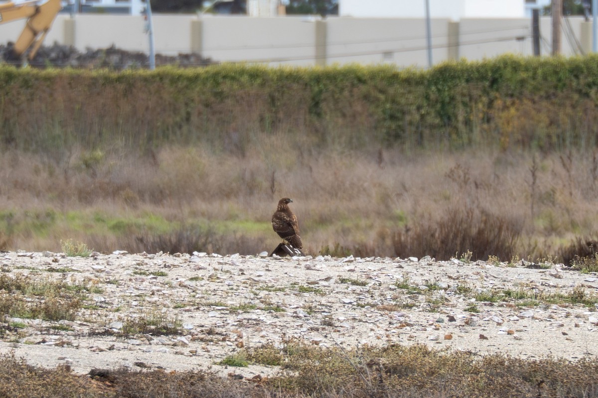 Red-tailed Hawk - ML645252259