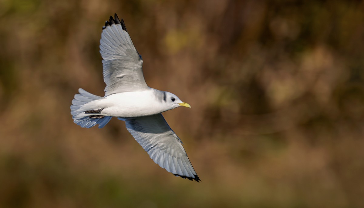 krykkje - ML645252261