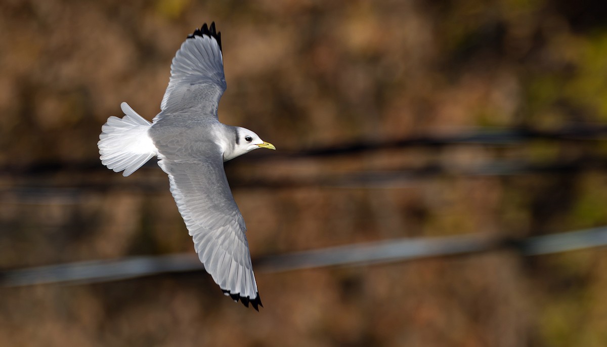 krykkje - ML645252262