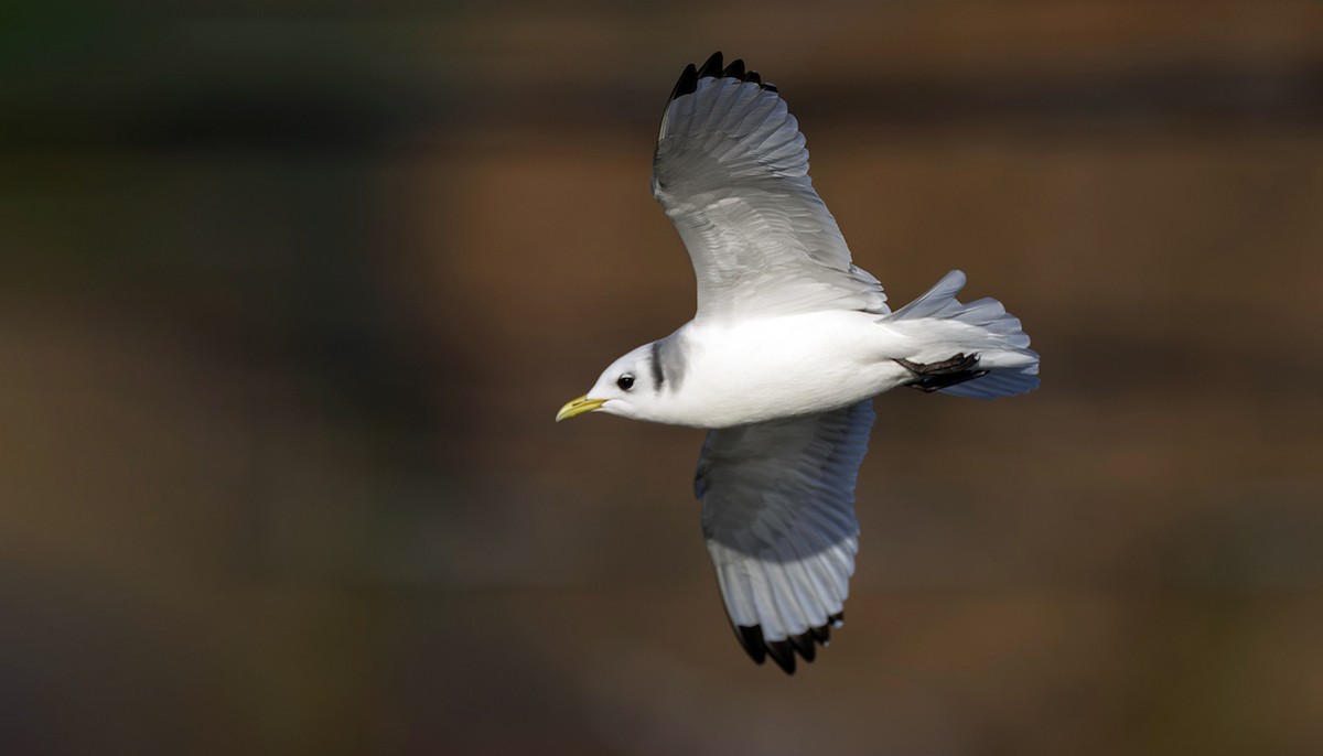 krykkje - ML645252263