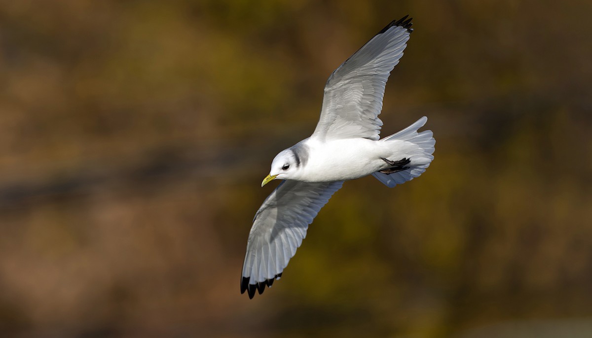 krykkje - ML645252264