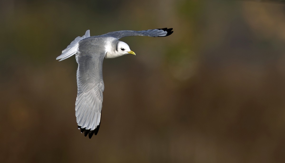 krykkje - ML645252265