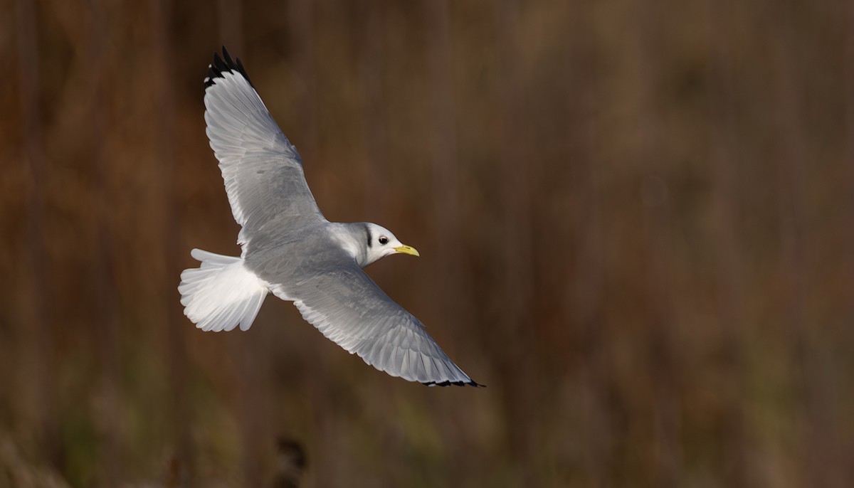 krykkje - ML645252266