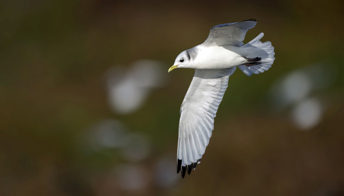 krykkje - ML645252267