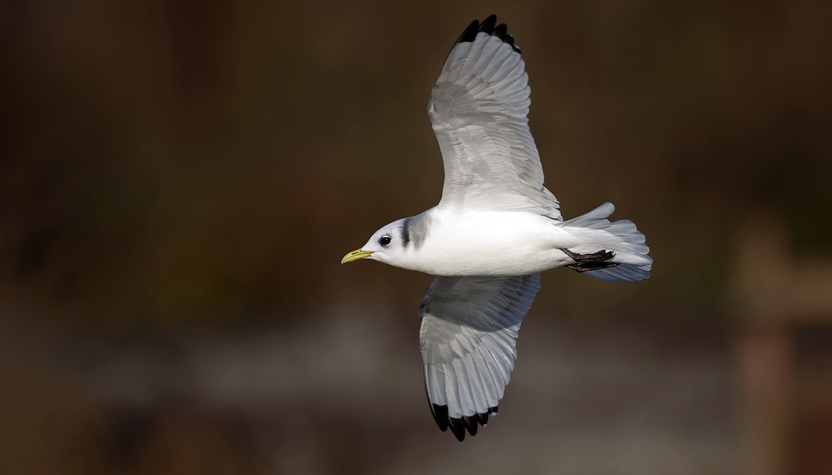 krykkje - ML645252268