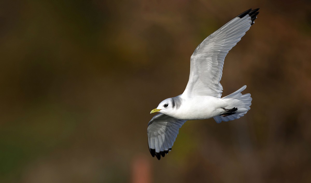 krykkje - ML645252269