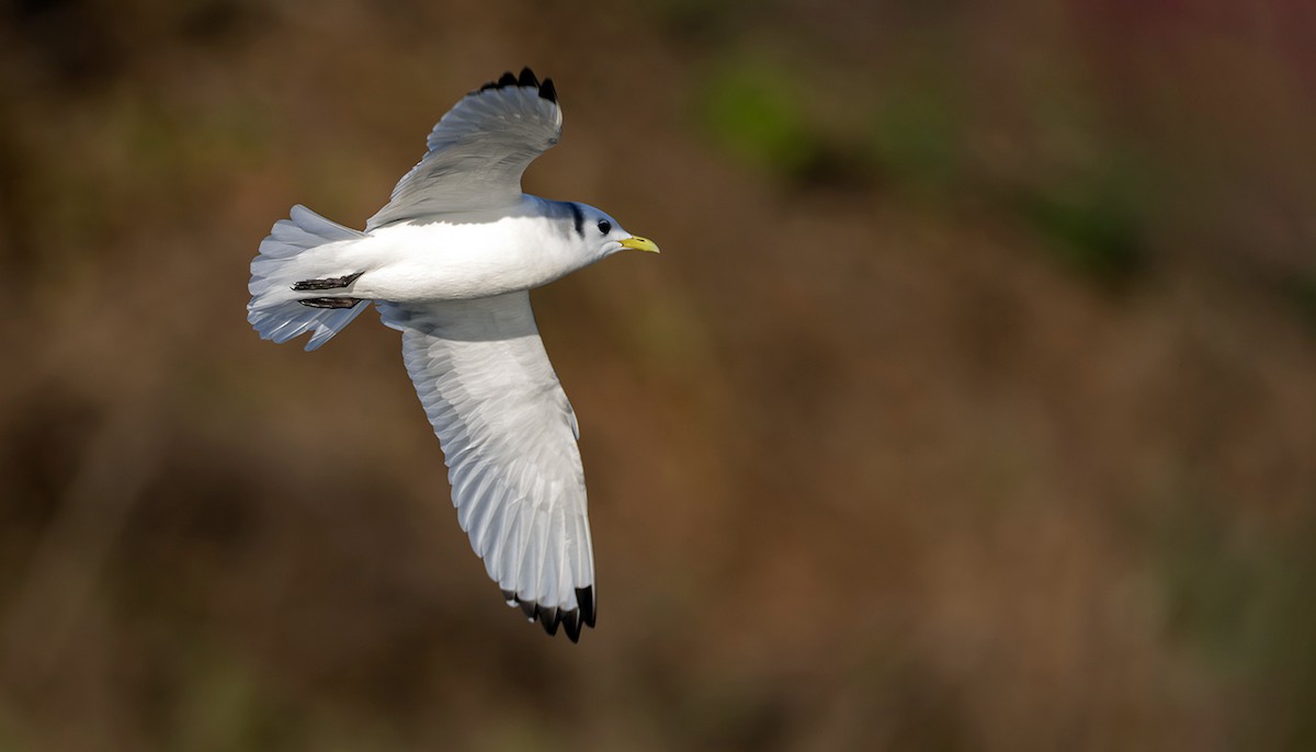 krykkje - ML645252270