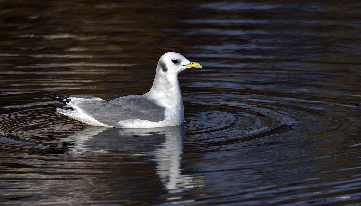 krykkje - ML645252271