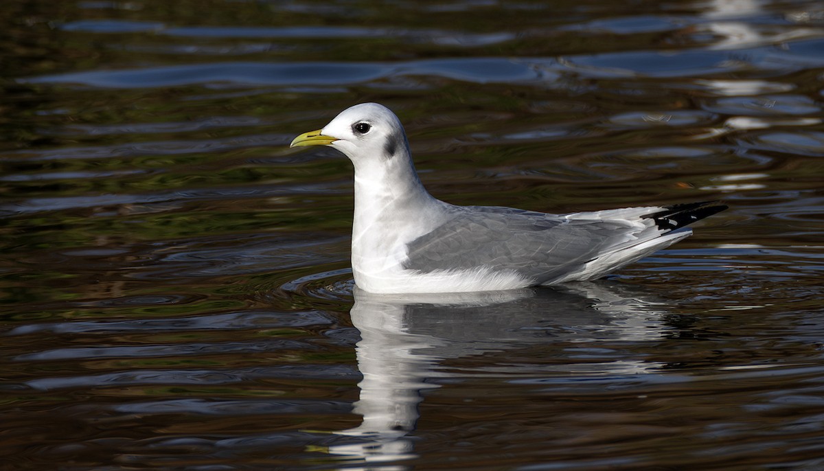 krykkje - ML645252272