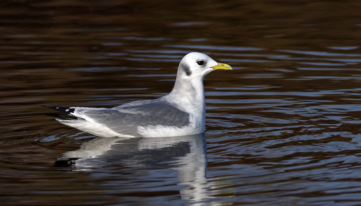 krykkje - ML645252273